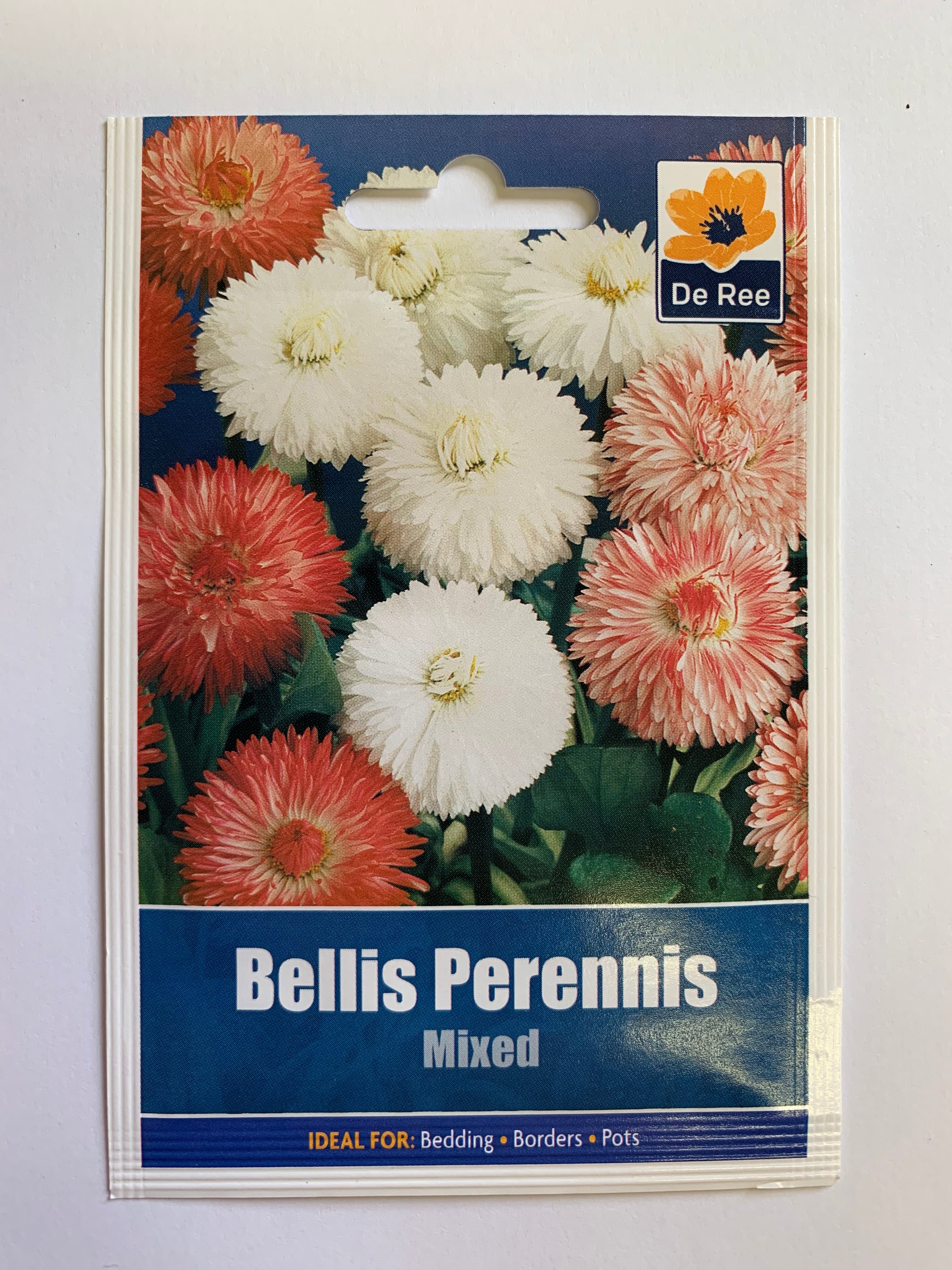 Bellis Perenis