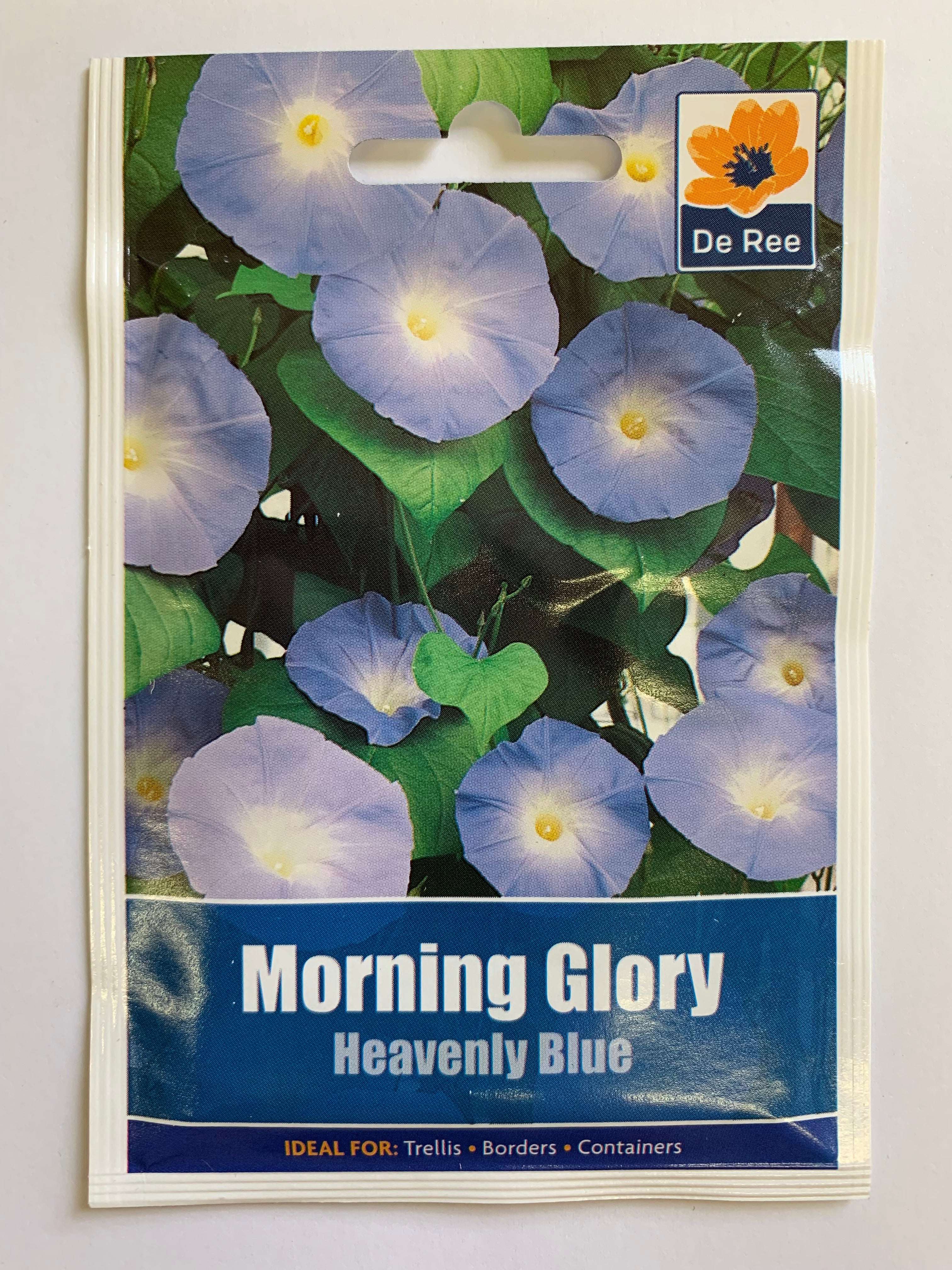 Morning Glory Heavenly Blue