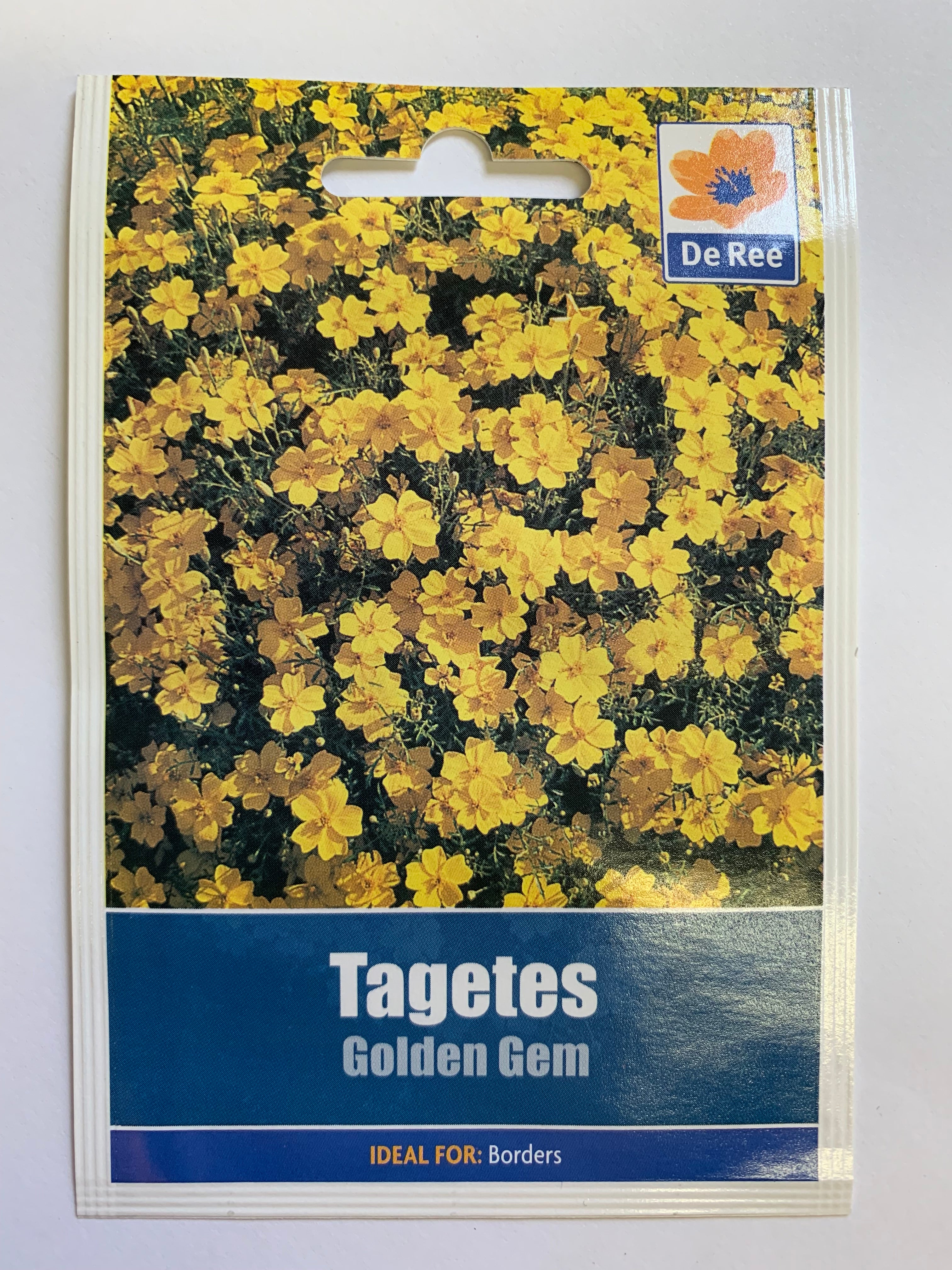 Tagetes Golden Gem