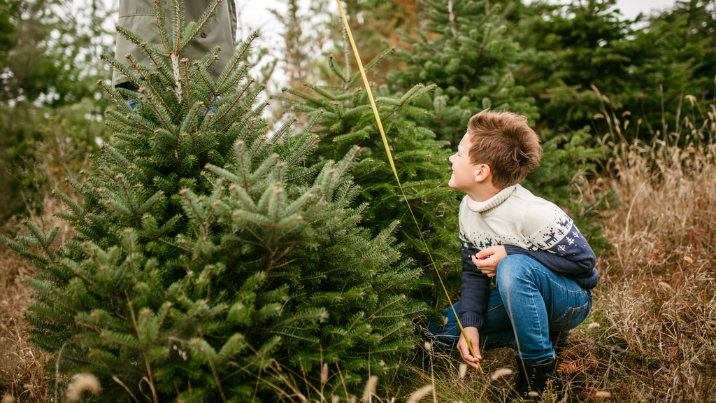 Fresh Guide: Picking the Perfect Christmas Tree