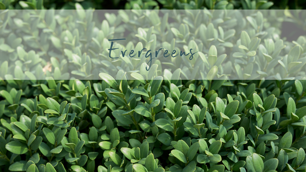 Evergreens to keep your garden g(r)o(w)ing