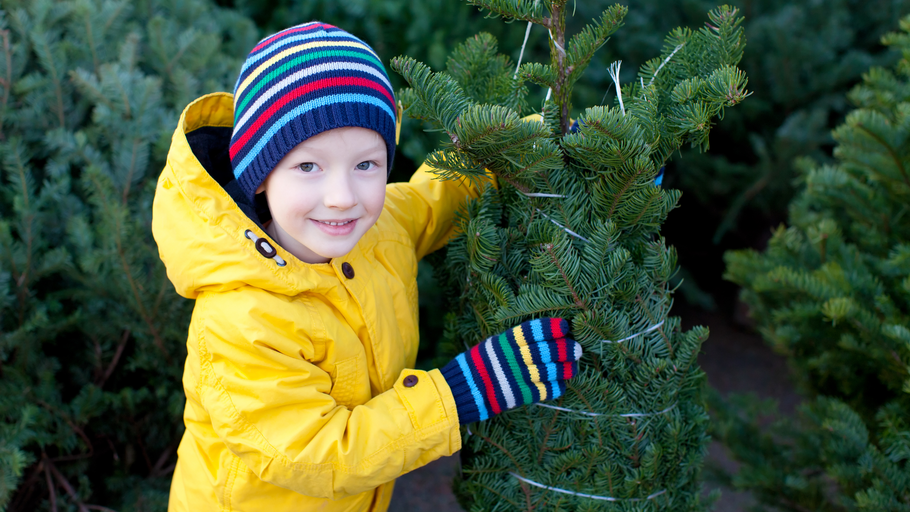 Tips for choosing a real Christmas tree