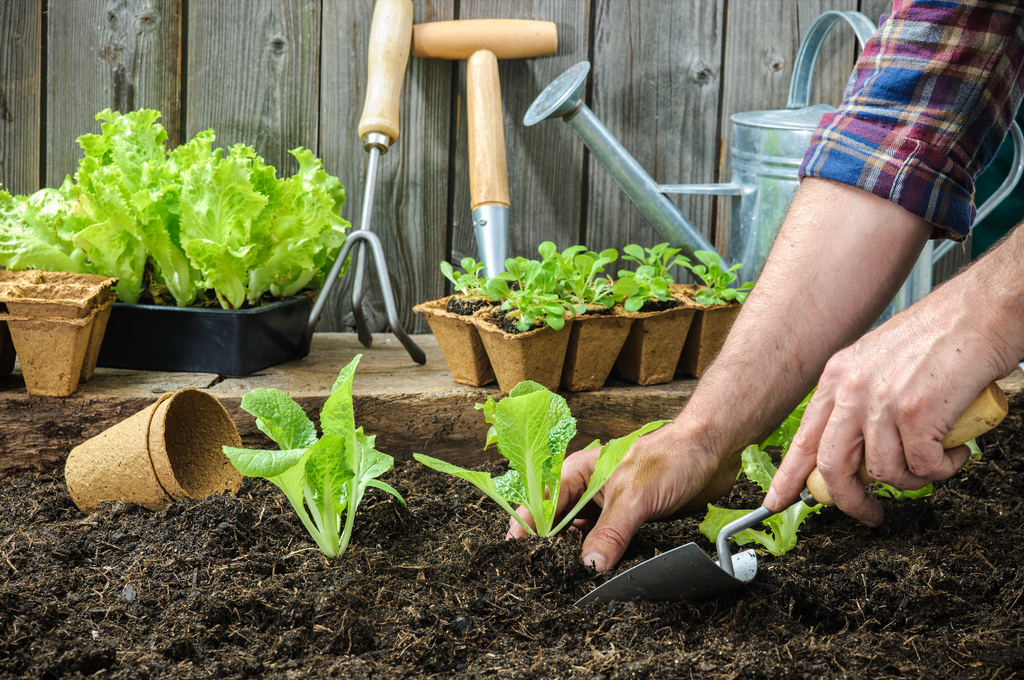 Growing Your Own: A Step-By-Step Guide To Creating An Organic Garden