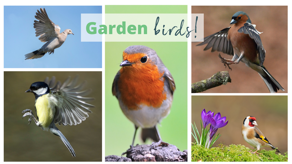 How to attract the top 5 UK birds to your garden