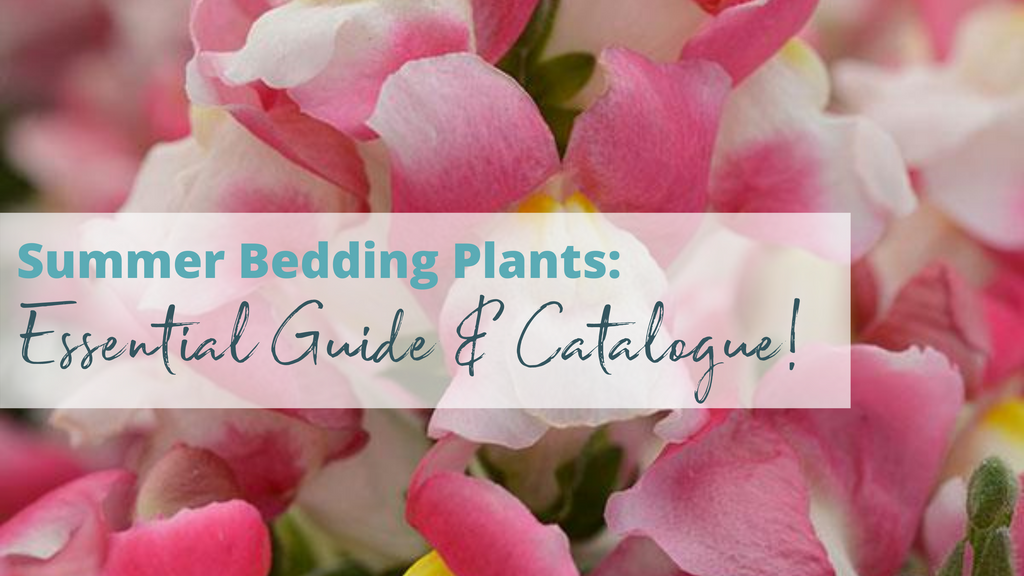 Summer Bedding Plants: Essential Guide & Catalogue