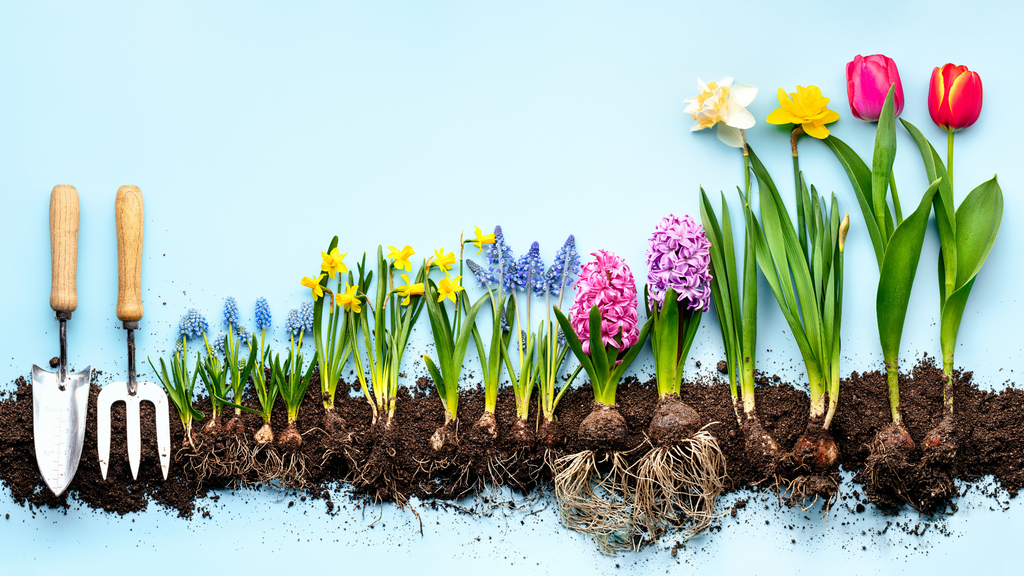 Spring flowering bulbs – a complete guide
