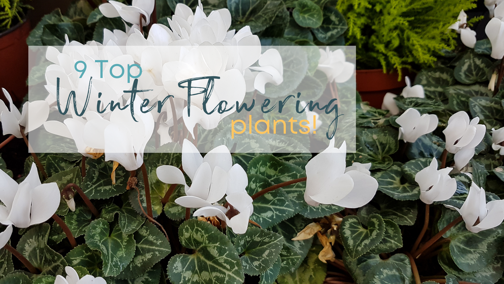 9 top winter-flowering plants: A Fresh Guide blog