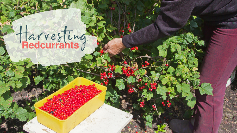 What to do with your bumper harvest of redcurrants: Storage & favourite recipes
