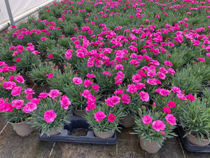 Dianthus Diantica Orchid (Cerise Pink) V11 Pot - UCSFresh