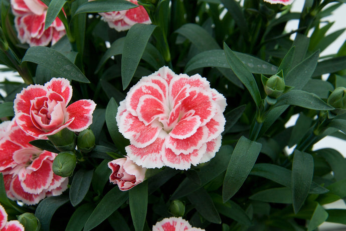 Dianthus Oscar Red & White - UCSFresh