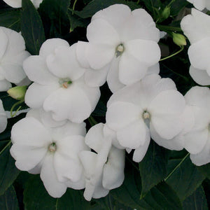 Impatiens New Guinea White - 11cm Pot - UCSFresh