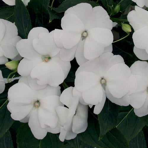 Impatiens New Guinea White - 11cm Pot - UCSFresh