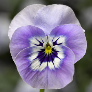 Pansy Marina - UCSFresh