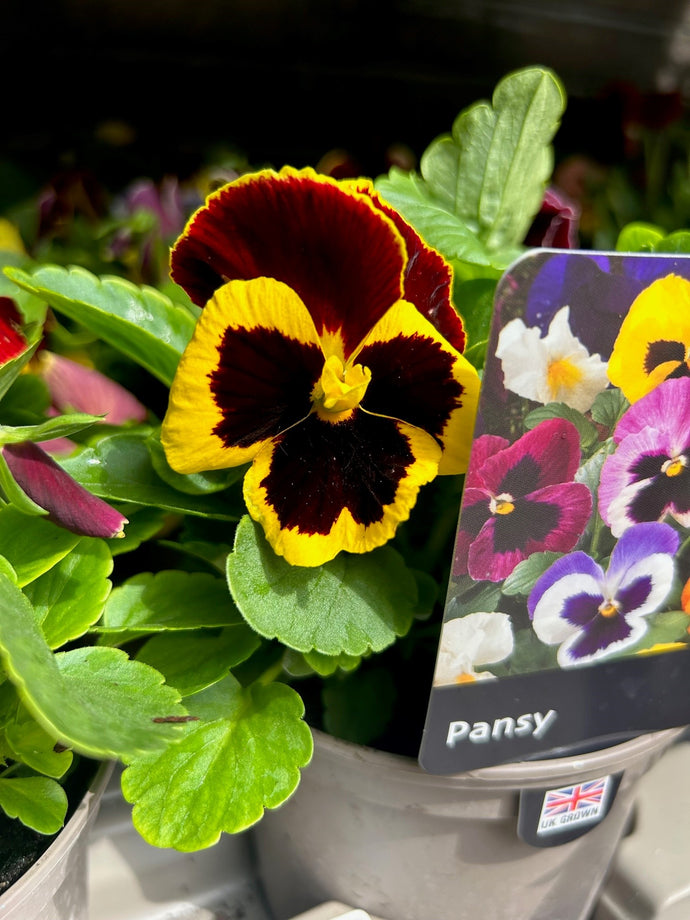 Pansy Yellow & Red - UCSFresh