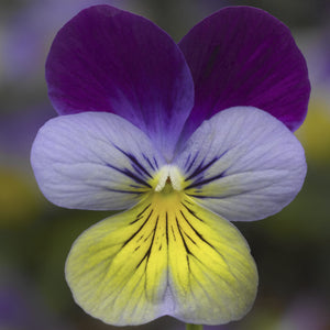 Viola Blue with Purple Wing - UCSFresh
