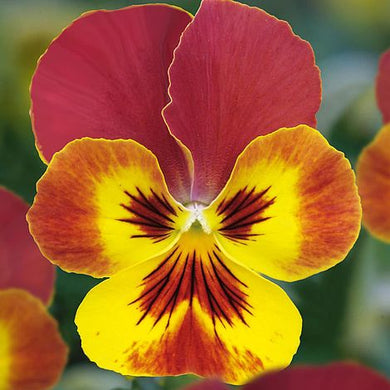 Viola Yellow Blotch Red Wing - UCSFresh