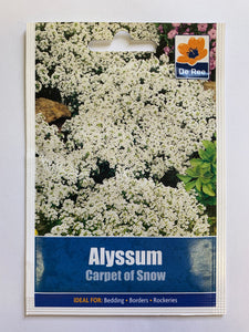 Alyssum Carpet of Snow - UCSFresh