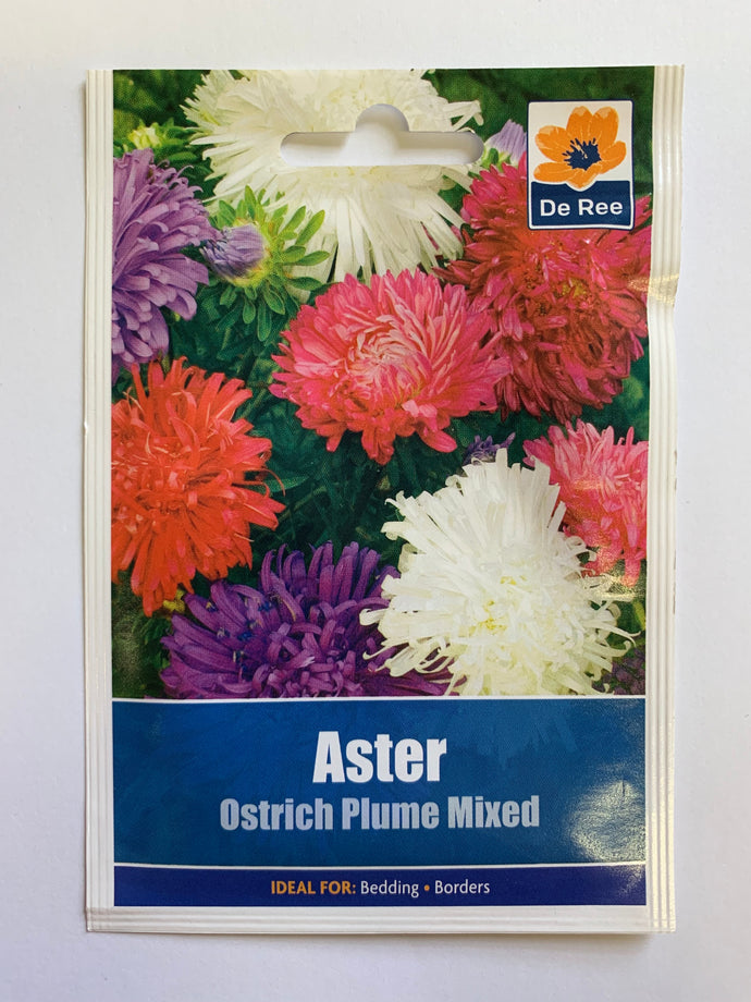 Aster Ostrich Plume Mixed - UCSFresh