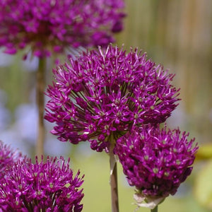 Atropurpureum - Allium Bulbs - UCSFresh