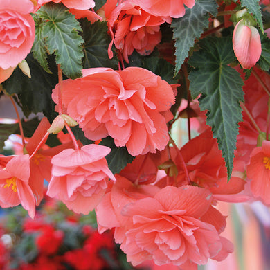 Begonia Illumination Trailing Pink - UCSFresh