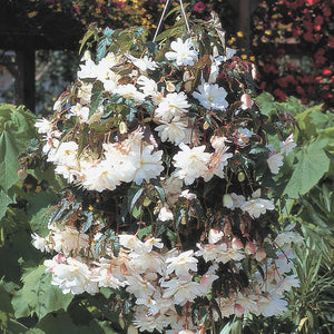 Begonia Illumination Trailing White - UCSFresh