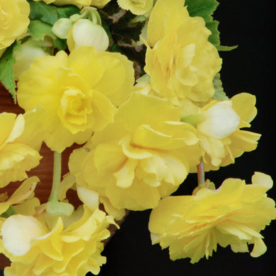 Begonia Illumination Trailing Yellow - UCSFresh