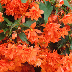 Begonia Illumination Trailing Orange - UCSFresh