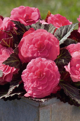 Begonia Nonstop Mocca Pink - UCSFresh
