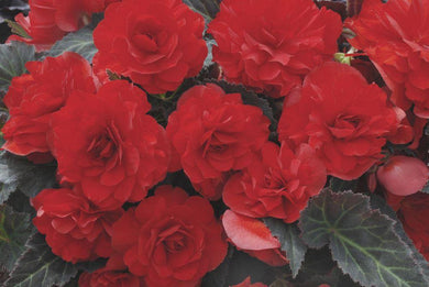 Begonia Nonstop Mocca Red - UCSFresh
