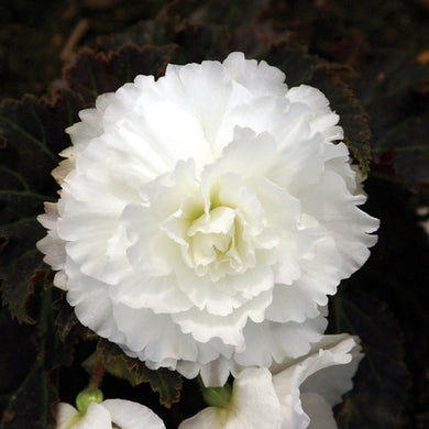 Begonia Nonstop Mocca White - UCSFresh