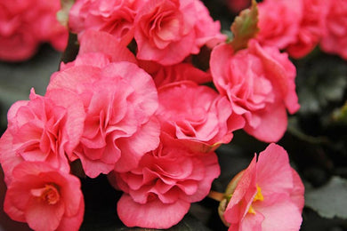 Begonia Nonstop Pink - UCSFresh