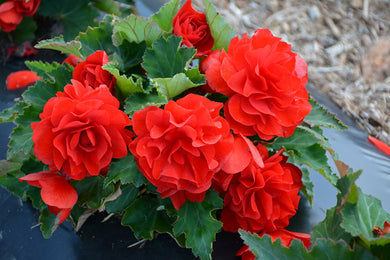 Begonia Nonstop Red - UCSFresh