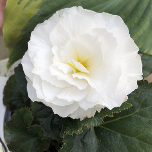 Begonia Nonstop White - UCSFresh