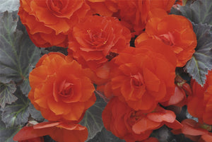 Begonia Nonstop Mocca Orange - UCSFresh