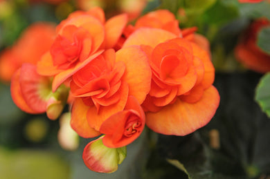Begonia Nonstop Orange - UCSFresh