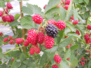 Blackberry "Loch Ness" - UCSFresh
