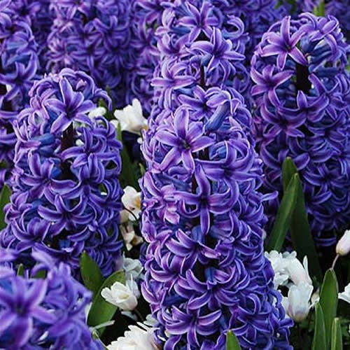 Blue Jacket - Prepared Hyacinth Bulbs - UCSFresh