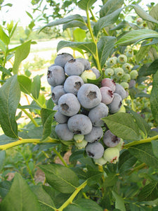 Blueberry "Blue Crop" - UCSFresh
