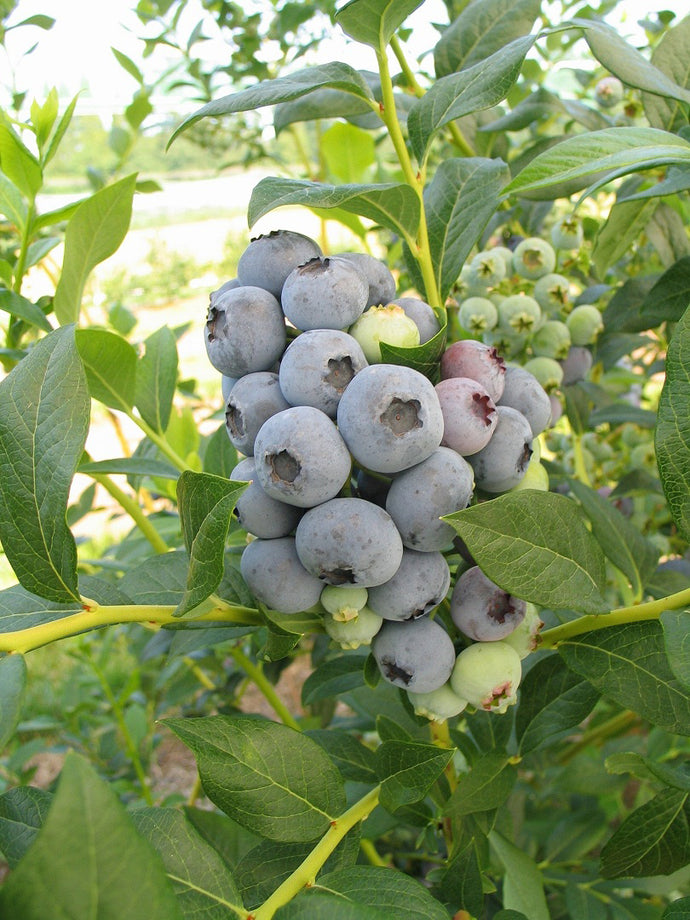 Blueberry 