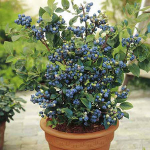 Blueberry "Top Hat" - UCSFresh
