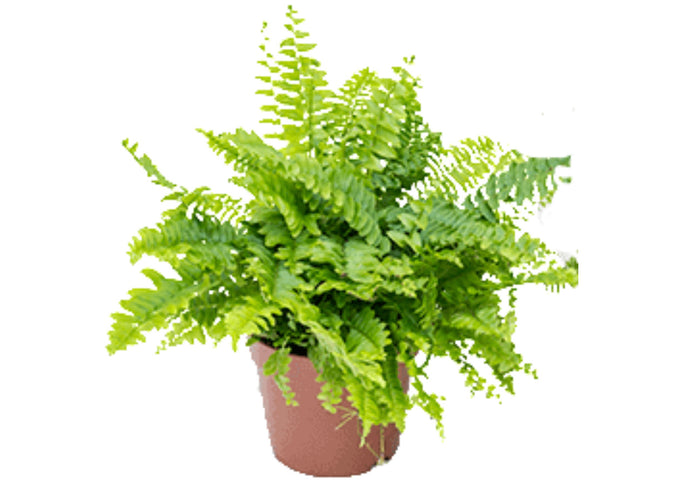 Boston Fern - UCSFresh