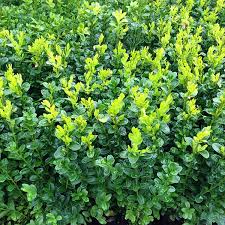 Buxus Sempervirens Bush 9cm Pot - UCSFresh
