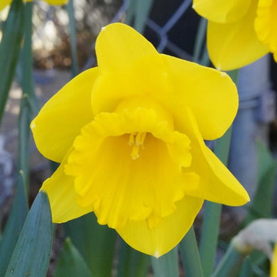 Carlton Narcissus Bulbs - UCSFresh