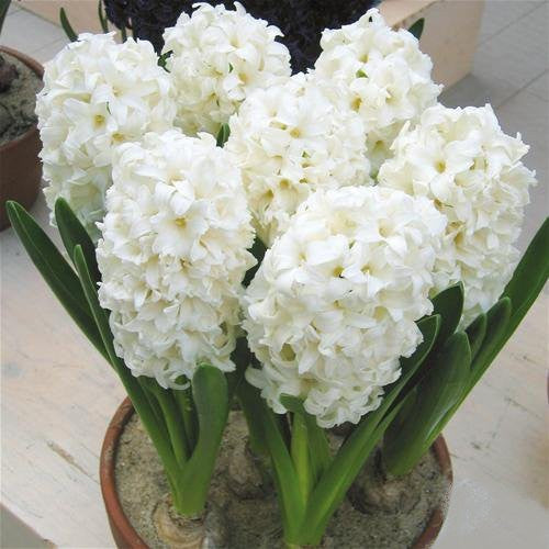 Carnegie - Prepared Hyacinth Bulbs - UCSFresh