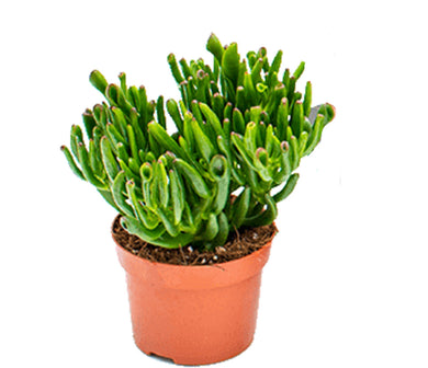 Crassula Hobbit - UCSFresh