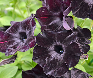Crazytunia Black Mamba - UCSFresh