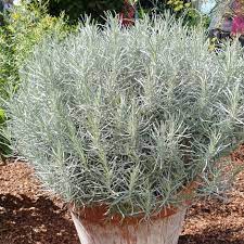 Curry Plant - UCSFresh