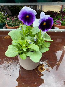 Pansy Delta Beaconsfield - UCSFresh