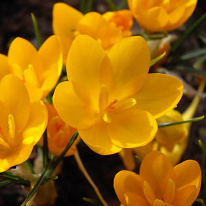 Dorothy - Crocus Bulbs - UCSFresh