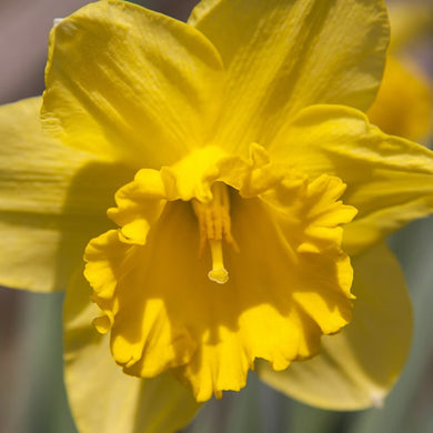 Dutch Master Narcissus Bulbs - UCSFresh